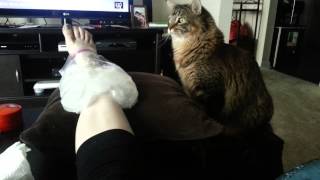 Maine Coon Cat Helps Injured Ankle by bluefire10899 1,047 views 10 years ago 1 minute, 58 seconds