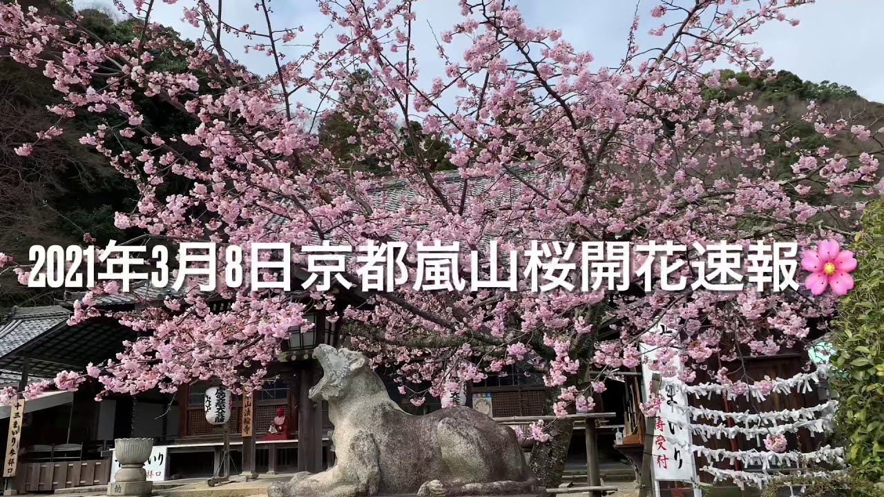 21年3月8日京都嵐山さくら開花速報 法輪寺 車折神社 清凉寺 Youtube 21年3月8日京都嵐山さくら開花速報 法輪寺 車折神社 清凉寺 Youtube