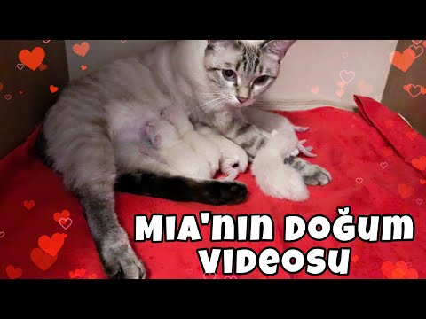 Video: Kediler Nasıl Doğurur