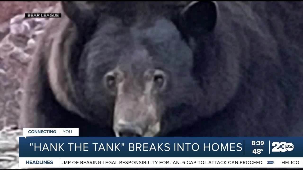 'Hank the Tank,' a 500-pound bear, has broken into two more Lake ...