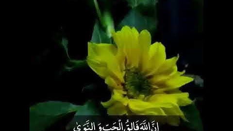 تلاوة جداً رإئعة وترتيل جميل😴 - للقارئ محمد النقيب ❣- حالات واتس اب قرآن كريم 🌴 - تلاوة خاشعة