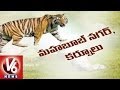 Nallamalla forest divided for telangana and andhra along with tigers