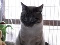 【Jean 0036】実はもうなれてるんでしょ？シャイなジャンくん　野良猫が家猫に変化する瞬間