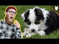 What To Do With A NEW AUSTRALIAN SHEPHERD PUPPY?! の動画、YouTube動画。