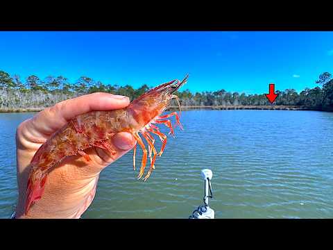 I Tossed A Live! Shrimp Alongside This Marsh Bank And Caught A Giant! [epic Results]