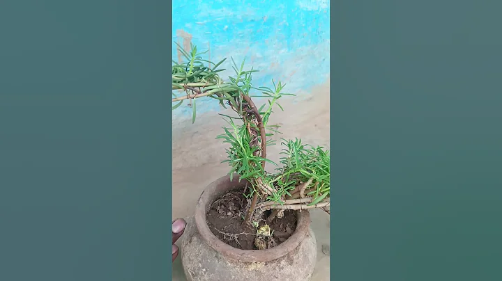 #plants #handmadeplanter #garden #gardeningideas #gardening #home #houseplants #decoration #garden