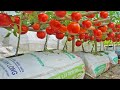 Grow tomatoes for your family with this method, you won&#39;t have to buy tomatoes anymore