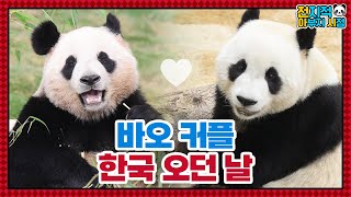 (SUB) Love Story Of Cute Panda Couple│Panda Family