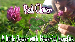 Red Clover  A Little Flower With POWERFUL benefits