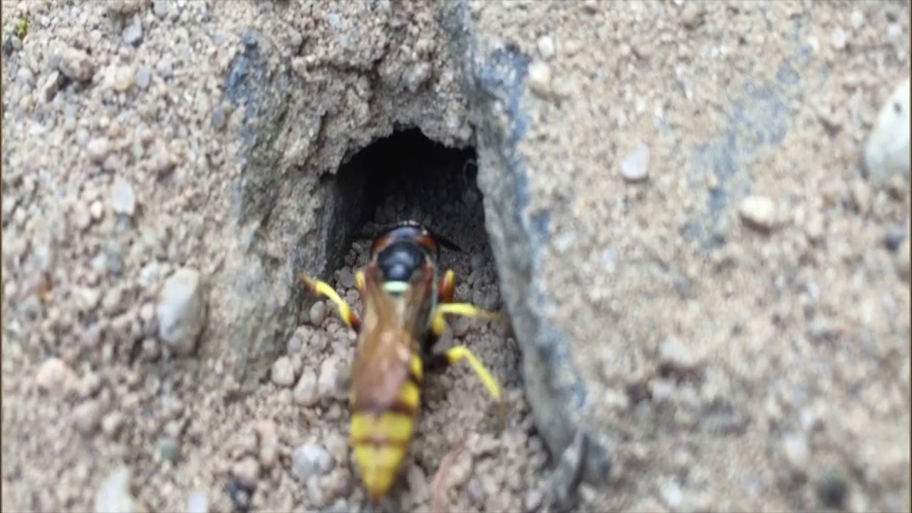 Grabwespe Erdwespe beim Graben Bienenwolf