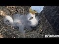 SWFL Eagles ~ Sibling Rivalry ~ Private Feeding For E13 & Sleeping Beauties 12.27.18