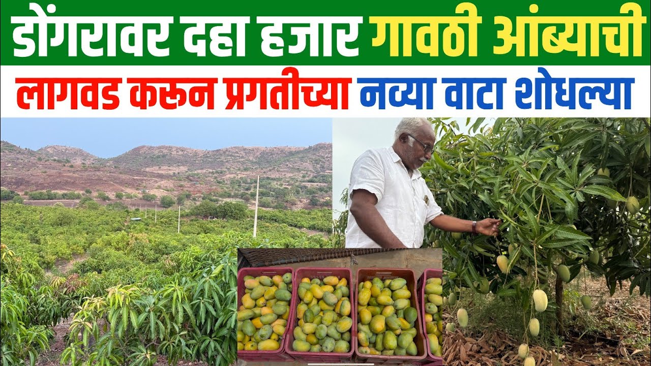 डोंगरावर दहा हजार गावठी आंब्याची लागवड करून प्रगती साधली |amba lagwad mahiti|kesar amba|