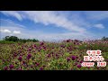 千日草 五木ひろし 🌺 360 へのリクエスト曲です。