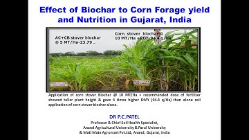 EFFECT OF BIOCHAR ON CORN FOARGE YIELD-DR P.C.PATEL