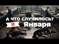 «Первое усыпление бездомных животных в Бурятии» А что случилось? Главное за 11 января