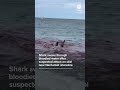 Shark swims through bloodied water after suspected attack on seal