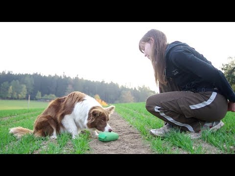 Video: Jak Naučit Psa Dodržovat Povely