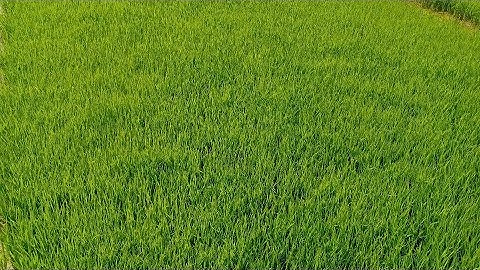 Bón lót và thúc kịp thời cho cây lúa sinh trưởng và phát triển tốt, Kĩ thuật chăm sóc lúa đông xuân￼