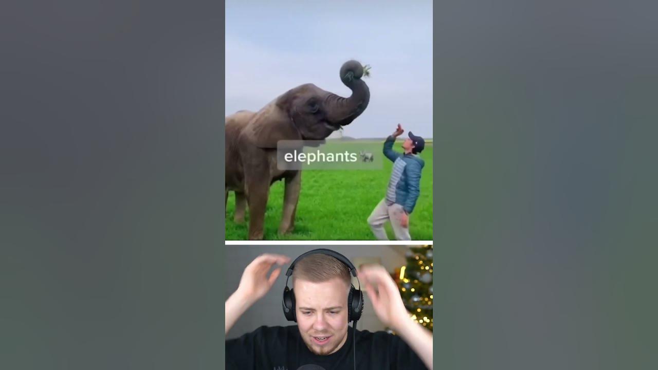 Diese TIERE werden 2025 AUSSTERBEN YouTube