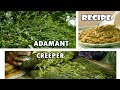 நாட்டு பிரண்டை துவையல் I Adamant Creeper Recipe I பசியை தூண்டும் பிரண்டை சட்னி I The made in Madras