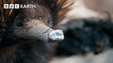 A Close Encounter with Endearing Echidnas | The Making of Mammals | BBC Earth