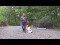 Brittany Spaniel Puppy Training | Winston Salem NC | Beau