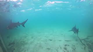 Bull Sharks...