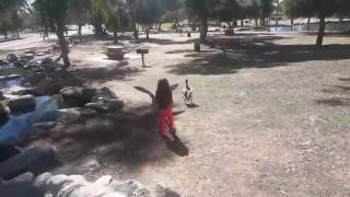 Little Girl & Her Sister Get Attacked By Geese After Kicking Them Multiple Times!