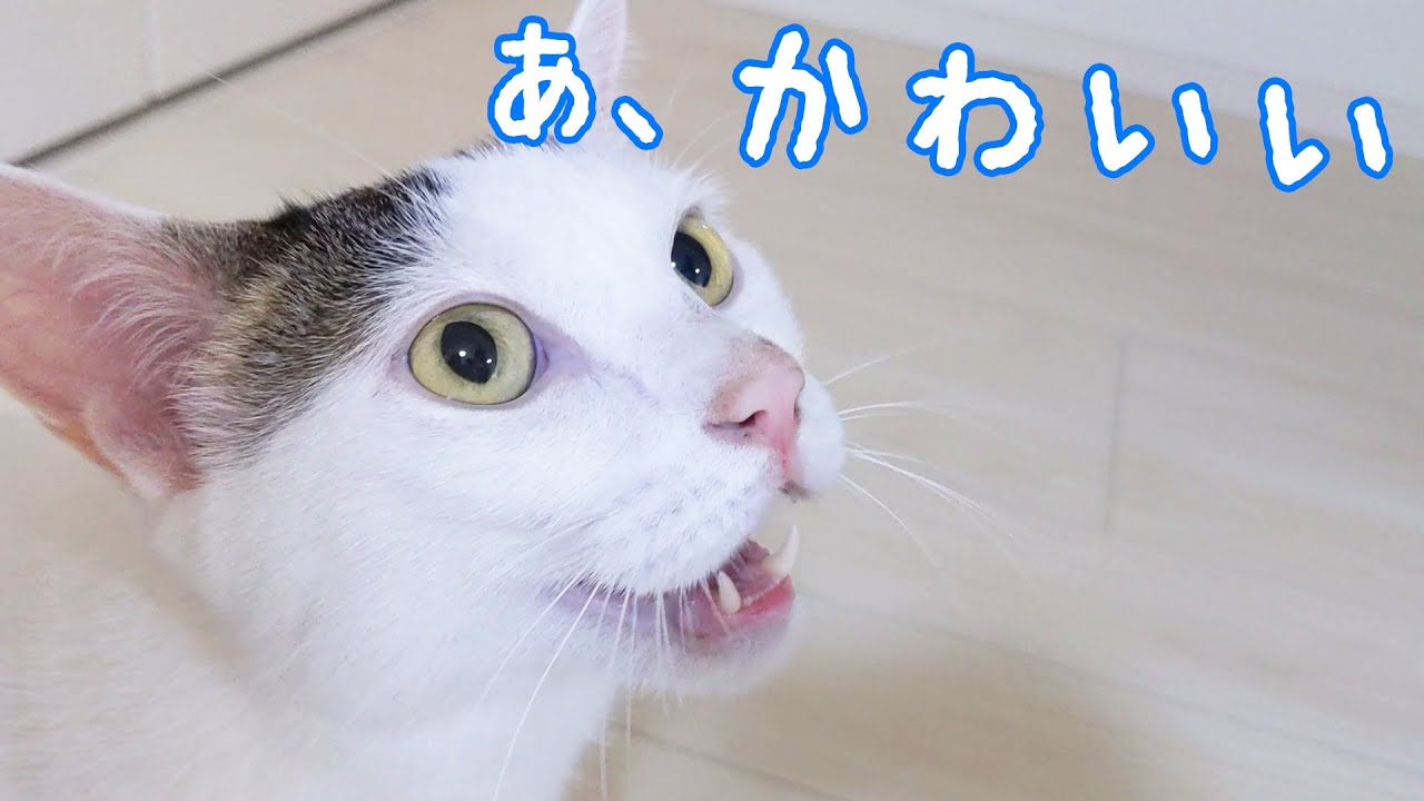 パパを見て かわいい と言ってしまうお喋り猫 Youtube パパを見て かわいい と言ってしまうお喋り猫 Youtube