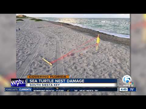 8 sea turtle nests run over on Florida beach