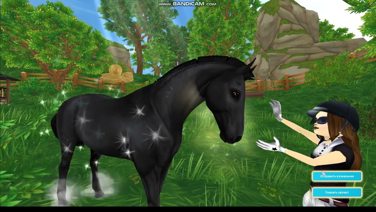 ПОКУПКА БЕЛЬГИЙСКОЙ ПОЛУКРОВКИ ССО . СТАР СТЕЙБЛ