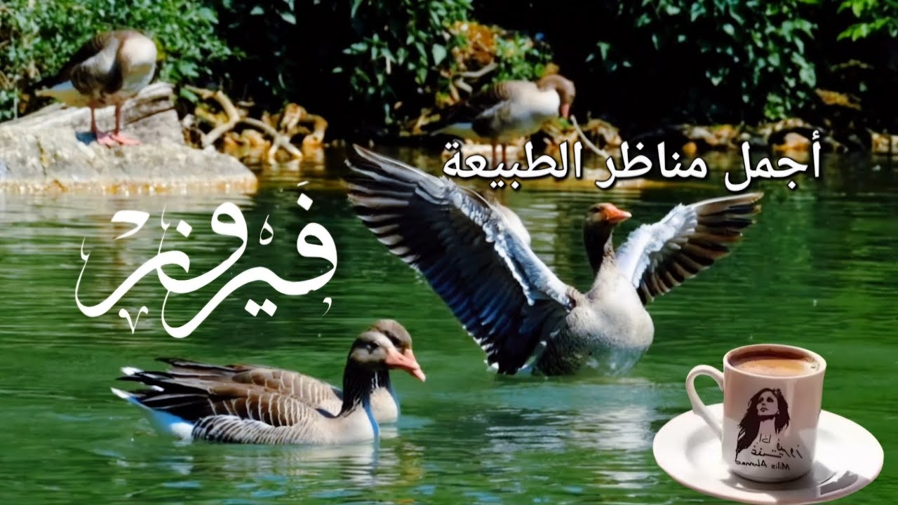 فيروز الصباح مناظر البحيرة من مليئه من البط