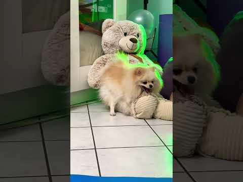 Видео: ЧТО ОНА ТВОРИТ? #shorts #funny #funnydogs #pomeranian