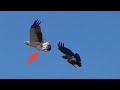 Сапсан следом Орёл голубь в когтях. Falcon Peregrine followed by Eagle dove in claws.