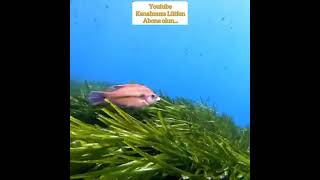 teceli,lerin Hepsi Cenabı RABBÜL ALEMİN,dendir...