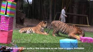 Australia Zoo’s tiger cubs celebrate first birthday party