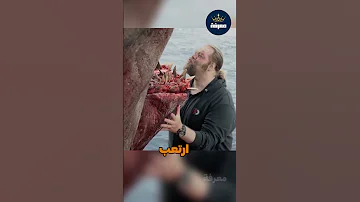 مشهد لا ي صدق سمكة القرش تواجه القارب 