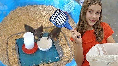 DAILY duckling brooder cleaning! The BEST Brooder Setup |Julia & Olga|