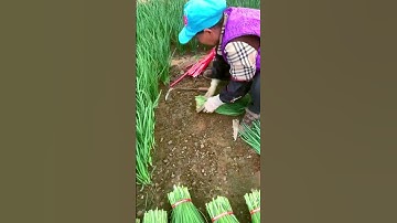 The process of harvesting leeks. Good tools to improve work efficiency