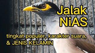 info jalak nias. tingkat populer, karakter, dan membedakan jenis kelamin