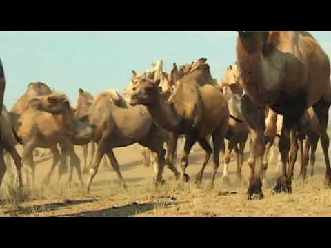Video: Mikä on Camels-luokitus pankeissa?