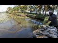 കരിമീൻ വേട്ട തുടങ്ങി🐬traditional karimeen vettaa|kerala fishing|kuttanad village fishing|nadan fishi