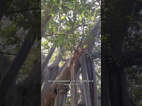 Video: Kopshti Botanik (L'Orto Botanico di Palermo) përshkrimi dhe fotot - Itali: Palermo (Sicili)