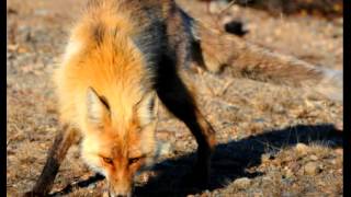 Red Fox Facts - Facts About Red Foxes