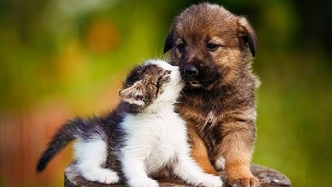 FUNNY ANIMALS COMPILATION VIDEOS TRY TO NOTLOUGH SUPER FUNNY COMPILATION CATS DOGS BEST CPPILATION