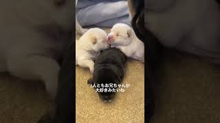 【生後6日目】末っ子長女が心配？~豆柴ママのヒナタ~ #Shorts
