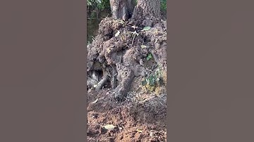 Trực tiếp 27/10 /2025  bứng Hồng cổ HUYNH ĐỆ TẠO SƠN #xuhuong #doclasapa #hongquatet #cayhongqua