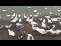 آوای غاز Goose Sound