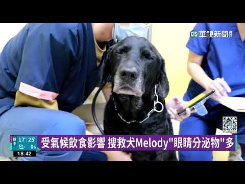 2搜救犬赴土耳其救難　返國健檢萌樣曝｜華視新聞 20230218