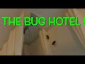 STINKBUG Hotel Invasion ! #stinkbug #hotels